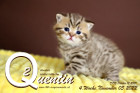 Quentin ist 4 Wochen alt ( 05.11.2022 )