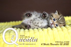 Quentin ist 4 Wochen alt ( 05.11.2022 )