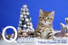Quentin ist 9 Wochen alt ( 09.12.2022 )