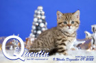 Quentin ist 9 Wochen alt ( 09.12.2022 )