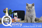 Quincy ist 12 Wochen alt ( 27.12.2022 )