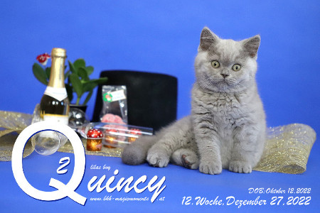 Quincy ist 12 Wochen alt ( 27.12.2022 )