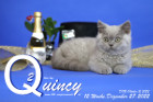 Quincy ist 12 Wochen alt ( 27.12.2022 )