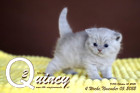 Quincy ist 4 Wochen alt ( 05.11.2022 )