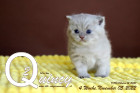 Quincy ist 4 Wochen alt ( 05.11.2022 )