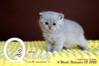 Quincy ist 4 Wochen alt ( 05.11.2022 )