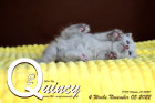 Quincy ist 4 Wochen alt ( 05.11.2022 )