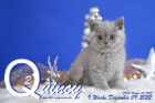 Quincy ist 9 Wochen alt ( 09.12.2022 )