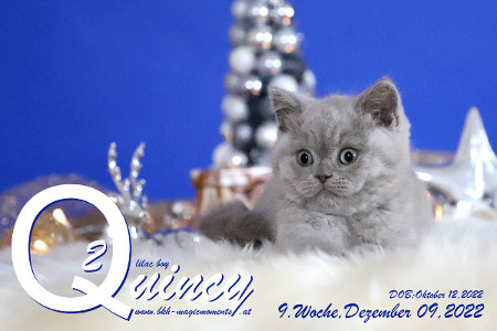 Quincy ist 9 Wochen alt ( 09.12.2022 )