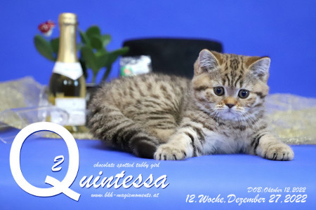 Quintessa ist 12 Wochen alt ( 27.12.2022 )
