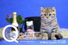 Quintessa ist 12 Wochen alt ( 27.12.2022 )