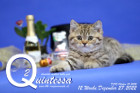 Quintessa ist 12 Wochen alt ( 27.12.2022 )