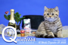 Quintessa ist 12 Wochen alt ( 27.12.2022 )