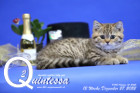 Quintessa ist 12 Wochen alt ( 27.12.2022 )