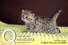 Quintessa ist 4 Wochen alt ( 05.11.2022 )