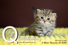 Quintessa ist 4 Wochen alt ( 05.11.2022 )