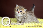 Quintessa ist 4 Wochen alt ( 05.11.2022 )
