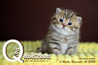 Quintessa ist 4 Wochen alt ( 05.11.2022 )