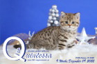 Quintessa ist 9 Wochen alt ( 09.12.2022 )