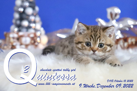 Quintessa ist 9 Wochen alt ( 09.12.2022 )