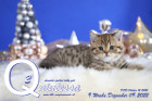 Quintessa ist 9 Wochen alt ( 09.12.2022 )