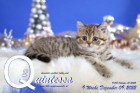 Quintessa ist 9 Wochen alt ( 09.12.2022 )