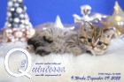 Quintessa ist 9 Wochen alt ( 09.12.2022 )