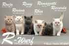 Unser R-Wurf ist 7 Wochen alt geworden ( 08.10.2016 )