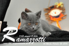 Ramazzotti ist 10 Wochen alt geworden ( 26.10.2016 )