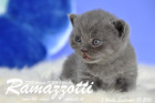 Ramazzotti ist 3 Wochen alt geworden ( 09.09.2016 )