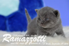 Ramazzotti ist 3 Wochen alt geworden ( 09.09.2016 )