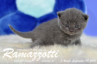 Ramazzotti ist 3 Wochen alt geworden ( 09.09.2016 )