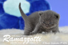 Ramazzotti ist 3 Wochen alt geworden ( 09.09.2016 )
