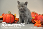 Ramazzotti ist 7 Wochen alt geworden ( 08.10.2016 )