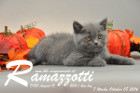 Ramazzotti ist 7 Wochen alt geworden ( 08.10.2016 )