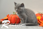 Ramazzotti ist 7 Wochen alt geworden ( 08.10.2016 )