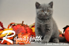 Ramazzotti ist 7 Wochen alt geworden ( 08.10.2016 )