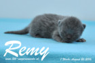 Remy ist 1 Woche alt geworden ( 26.08.2016 )