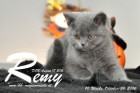 Remy ist 10 Wochen alt geworden ( 26.10.2016 )