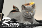 Remy ist 10 Wochen alt geworden ( 26.10.2016 )