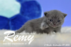 Remy ist 3 Wochen alt ( 09.09.2016 )