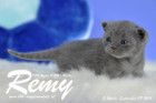 Remy ist 3 Wochen alt ( 09.09.2016 )