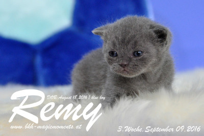 Remy ist 3 Wochen alt ( 09.09.2016 )