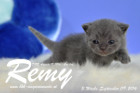 Remy ist 3 Wochen alt ( 09.09.2016 )