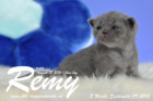 Remy ist 3 Wochen alt ( 09.09.2016 )