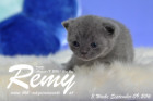 Remy ist 3 Wochen alt ( 09.09.2016 )