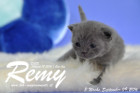 Remy ist 3 Wochen alt ( 09.09.2016 )