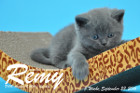 Remy ist 5 Wochen alt geworden ( 23.09.2016 )