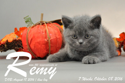 Remy ist 7 Wochen alt geworden ( 08.10.2016 )