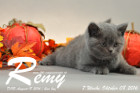 Remy ist 7 Wochen alt geworden ( 08.10.2016 )